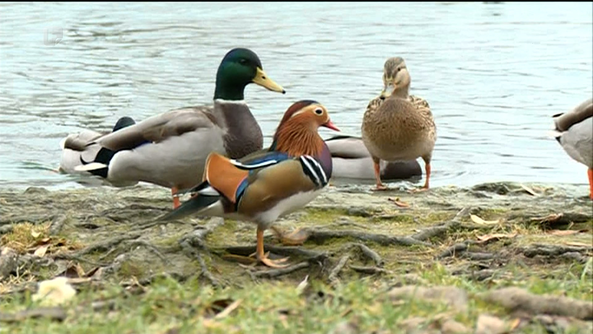 "Mandarinka" ponovo doletjela do Bihaća